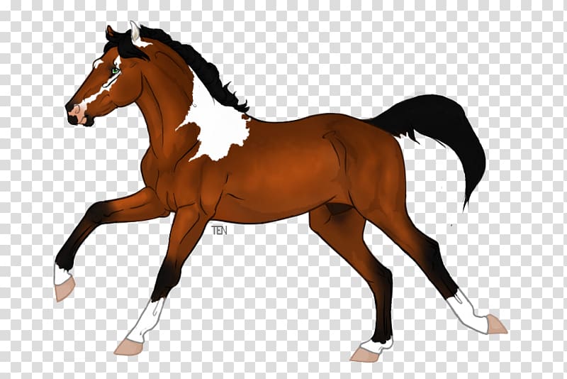 Appaloosa Chestnut Saddle Foal Pony, minimal tobiano transparent background PNG clipart