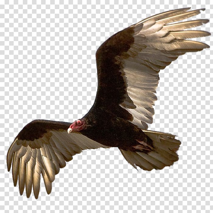 Turkey vulture Blog Olfaction, avenue transparent background PNG clipart