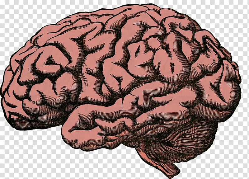 Human Brain Project Homo sapiens Human body, Rusty brain transparent background PNG clipart