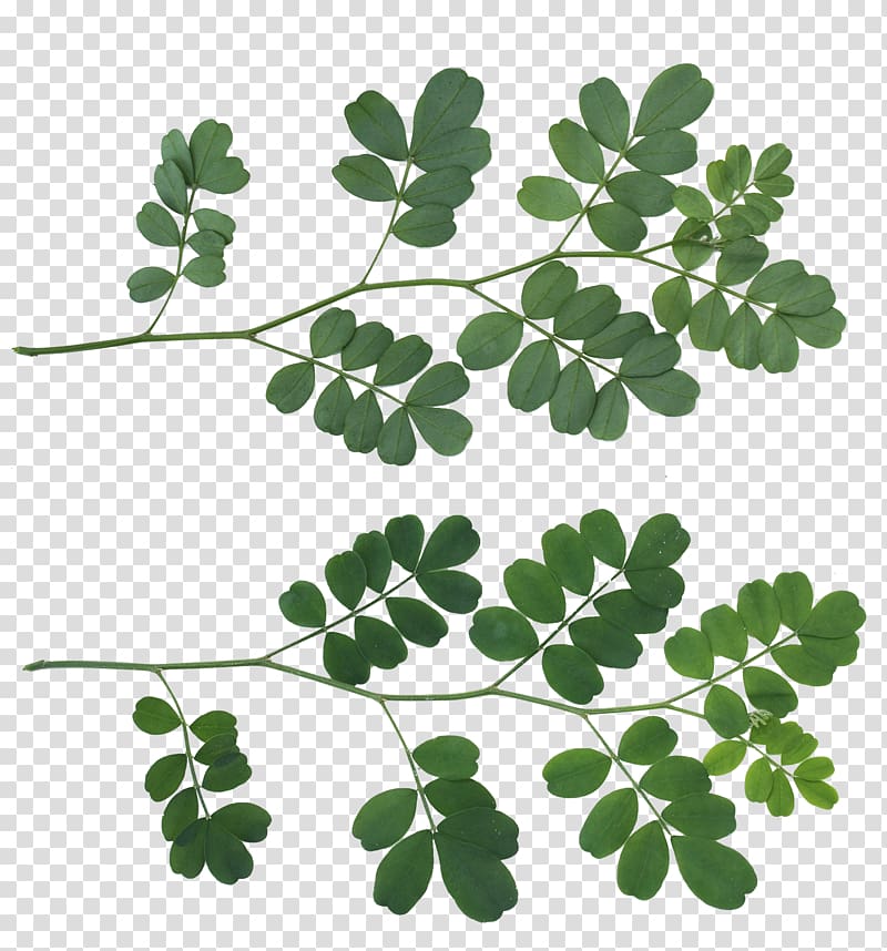 Leaf Texture mapping Shrub Tree, leaf transparent background PNG clipart