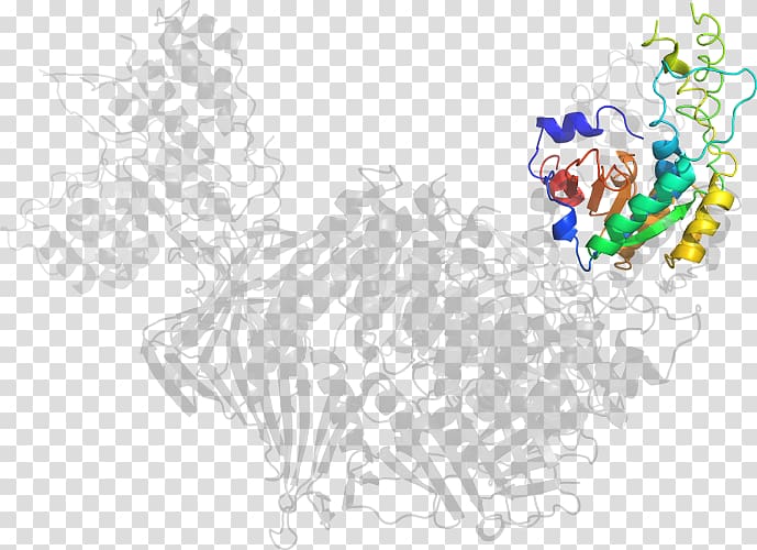 Drawing Line art /m/02csf , Flap Structurespecific Endonuclease 1 transparent background PNG clipart