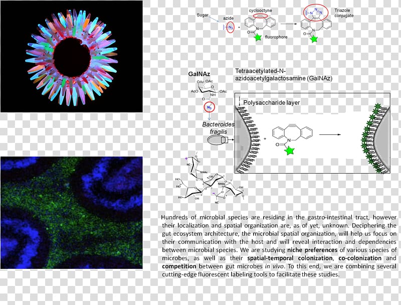 Graphic design Eye Green fluorescent protein Brand Pattern, Eye transparent background PNG clipart
