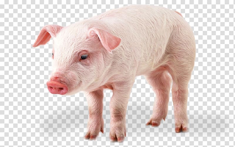 Domestic pig , daddy pig transparent background PNG clipart