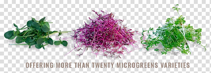 Microgreen Daikon Leaf vegetable Garnish Ingredient, Amaranth transparent background PNG clipart