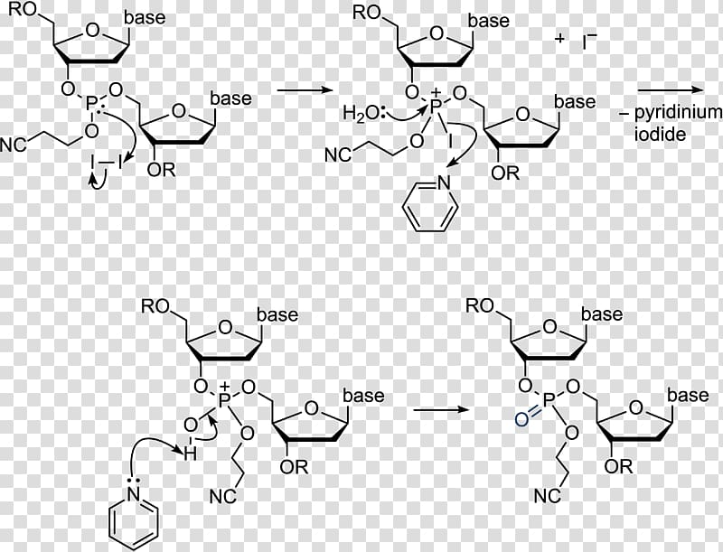 Nucleoside phosphoramidite Oligonucleotide synthesis Diethylamine, others transparent background PNG clipart