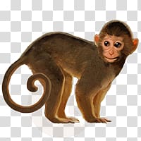 Monkey transparent background PNG clipart