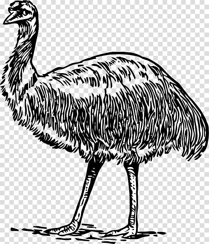 Common ostrich Emu Galliformes Bird Beak, Bird transparent background PNG clipart