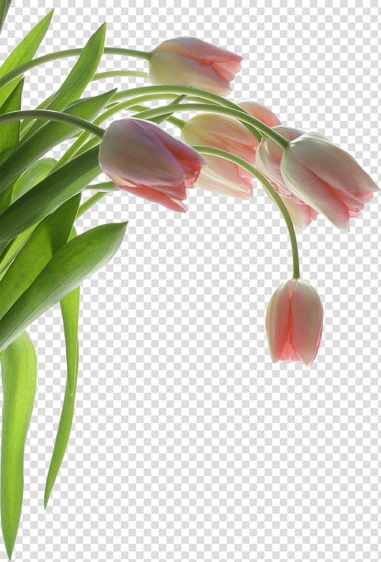 Paper Tulip Wall Flower , Tulip plants transparent background PNG clipart