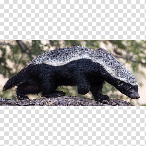 Honey badger China Central Television Nature Mustelids, youtube transparent background PNG clipart