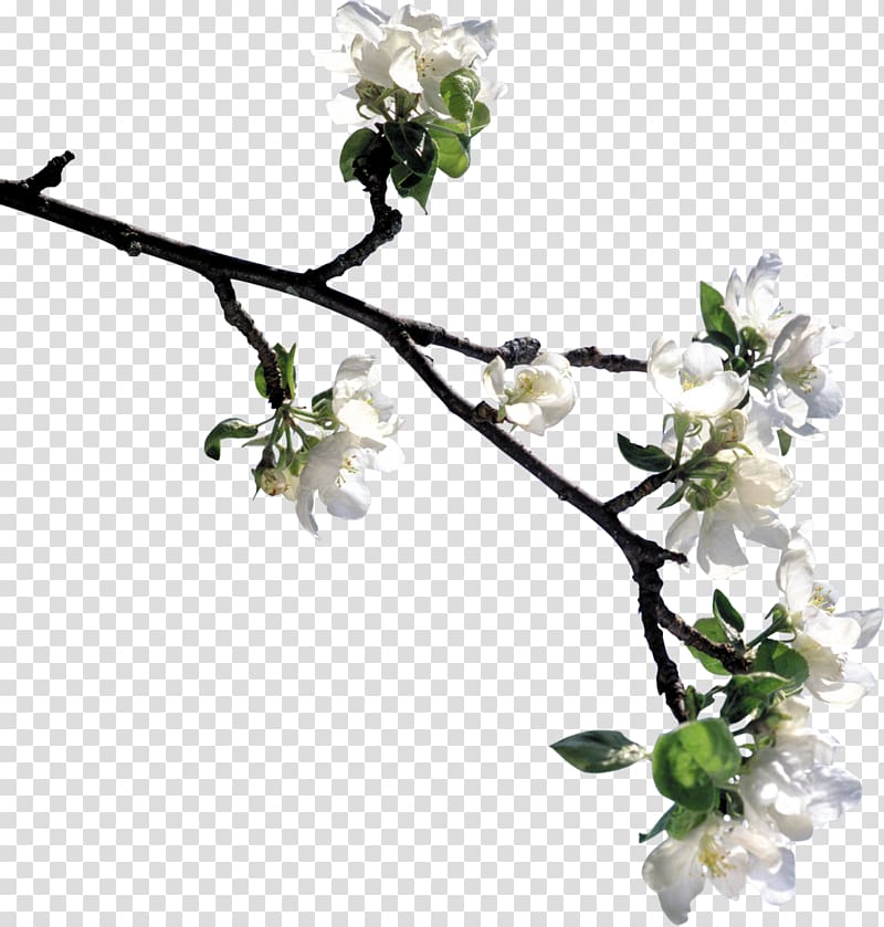 Flower Lilium Tree , jasmin flower transparent background PNG clipart