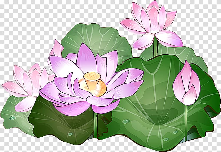Nelumbo nucifera Drawing Egyptian lotus , water lotus transparent background PNG clipart