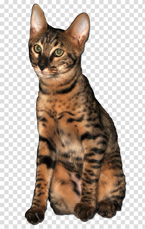 Dragon Li Savannah cat Toyger American Shorthair European shorthair, others transparent background PNG clipart