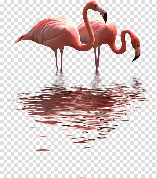 Paper clip Painting Flamingo, painting transparent background PNG clipart
