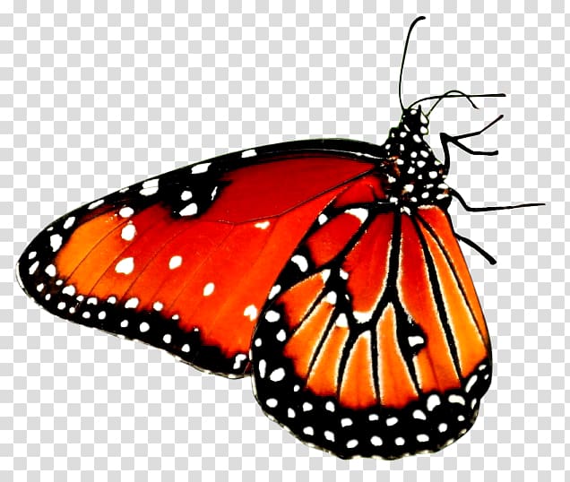 Beautiful Butterfly Desktop High-definition video Android, red butterfly transparent background PNG clipart