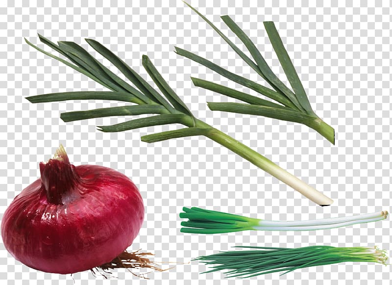 Allium fistulosum Shallot Scallion , onions transparent background PNG clipart