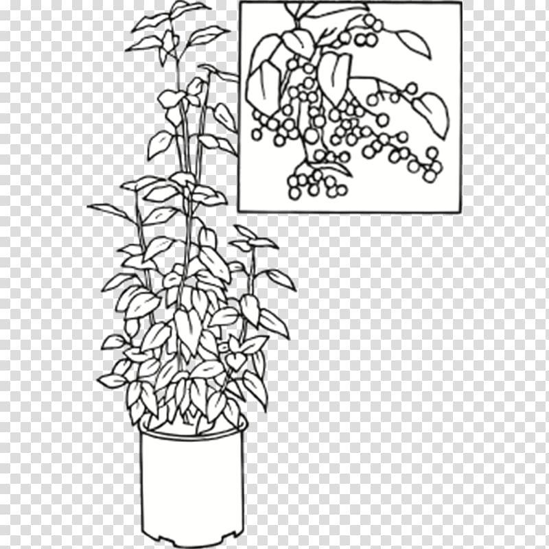 Plant stem Visual arts Leaf Flower, Aristotelia Chilensis transparent background PNG clipart