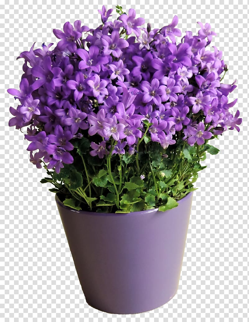 purple flower pot transparent background PNG clipart