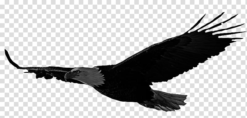 Bald eagle Bird Accipitriformes Hawk, Bird transparent background PNG clipart