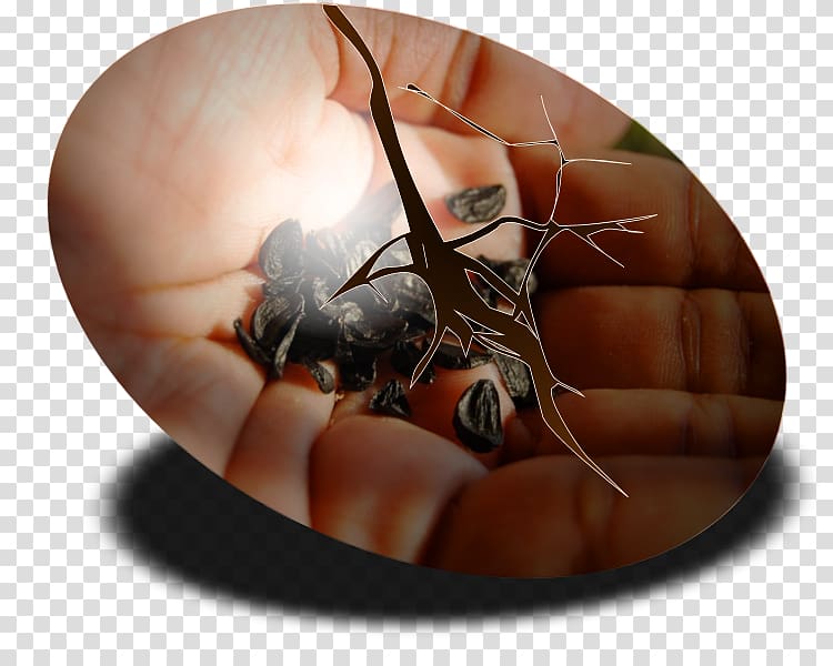 Insect Pest Membrane, coffee ring transparent background PNG clipart