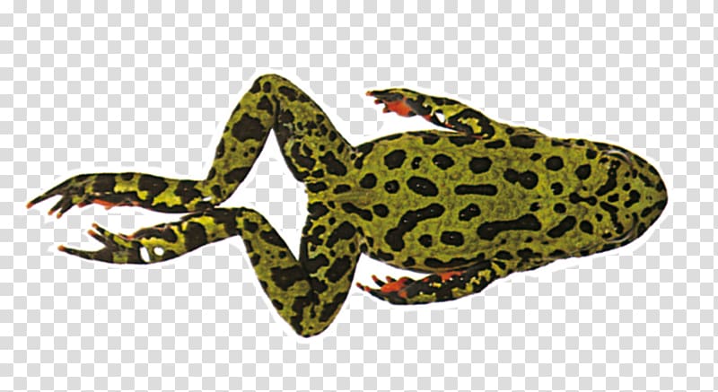 True frog Frog and Toad Amphibian, amphibian transparent background PNG clipart