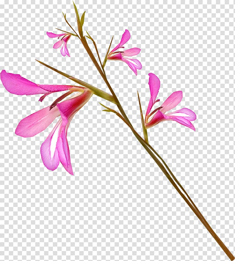 Flower , gladiolus transparent background PNG clipart