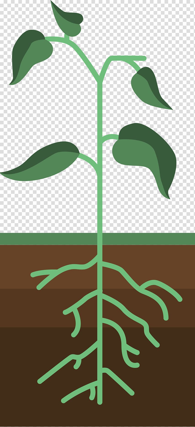 Germination , plant growth transparent background PNG clipart