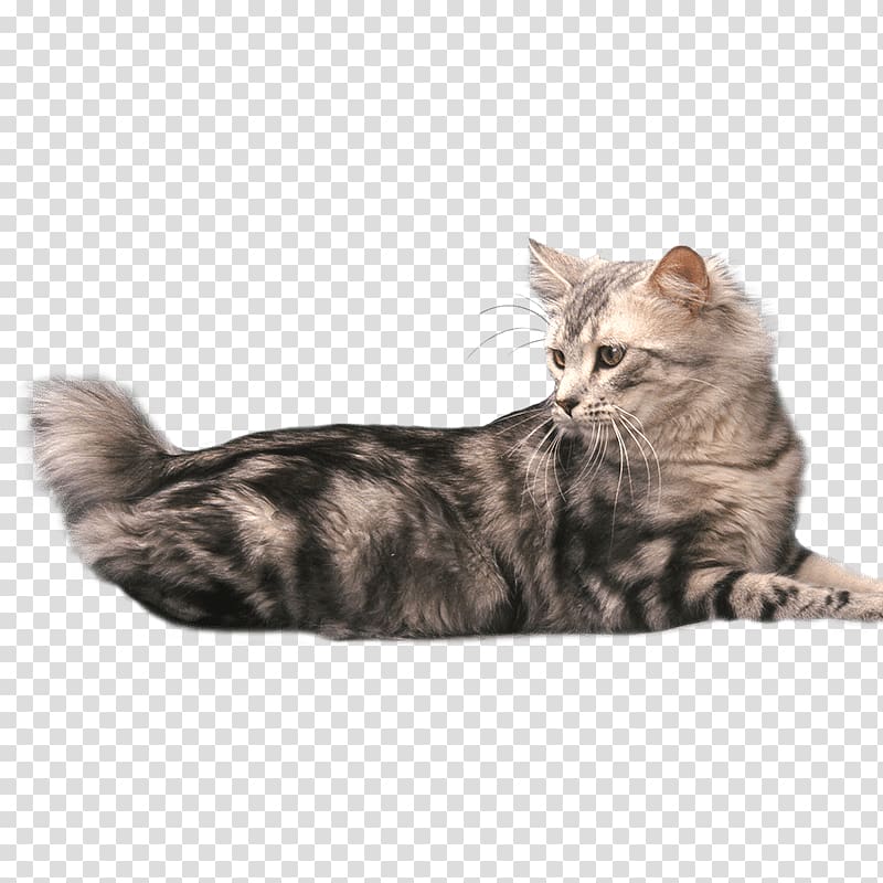 American Bobtail Japanese Bobtail British Shorthair Manx cat Kurilian Bobtail, kitten transparent background PNG clipart