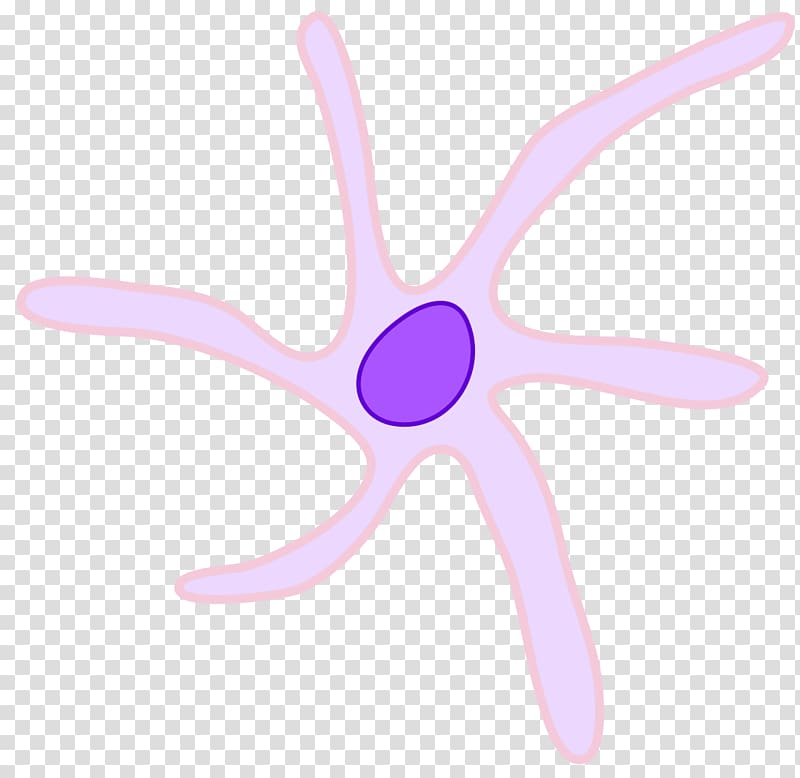 Dendritic cell White blood cell Langerhans cell Progenitor cell, cell transparent background PNG clipart