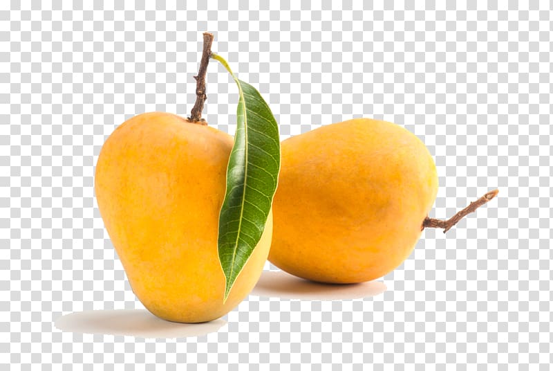 Alphonso Mango Mangifera indica Totapuri Juice, mango transparent background PNG clipart