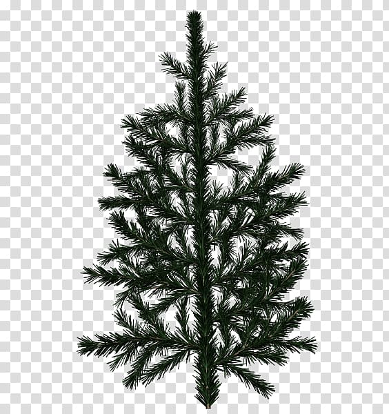 Pine Tree Branch White spruce Fir, red needle transparent background PNG clipart