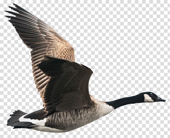 Canada Goose Bird Greylag goose, goose transparent background PNG clipart