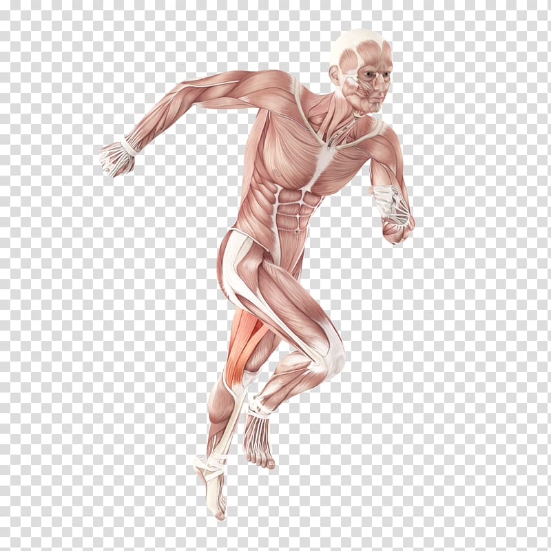 Human body Muscle Homo sapiens Organ Muscular system, others transparent background PNG clipart