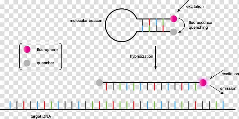 Genome Nucleic acid sequence DNA sequencing, others transparent background PNG clipart