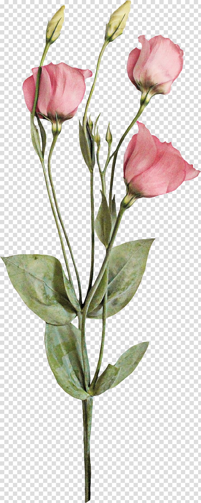 Garden roses Centifolia roses Cut flowers Bud Plant stem, romantic pink flowers transparent background PNG clipart