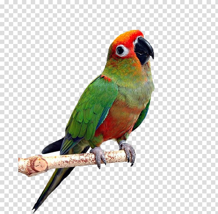 Backos Bird Clinic Dog Deerfield Beach Pet, Red-headed parrot transparent background PNG clipart
