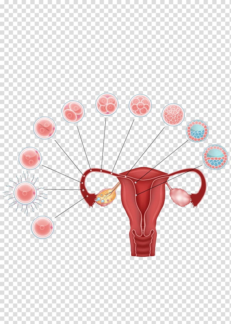 Blastocyst Human fertilization Fertilisation Embryo Egg cell, pregnancy transparent background PNG clipart