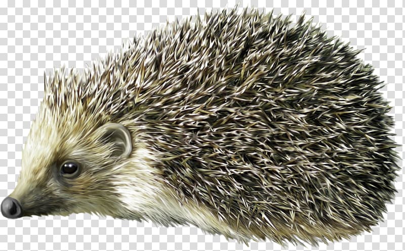 Hedgehog Porcupine , Cute hedgehog transparent background PNG clipart