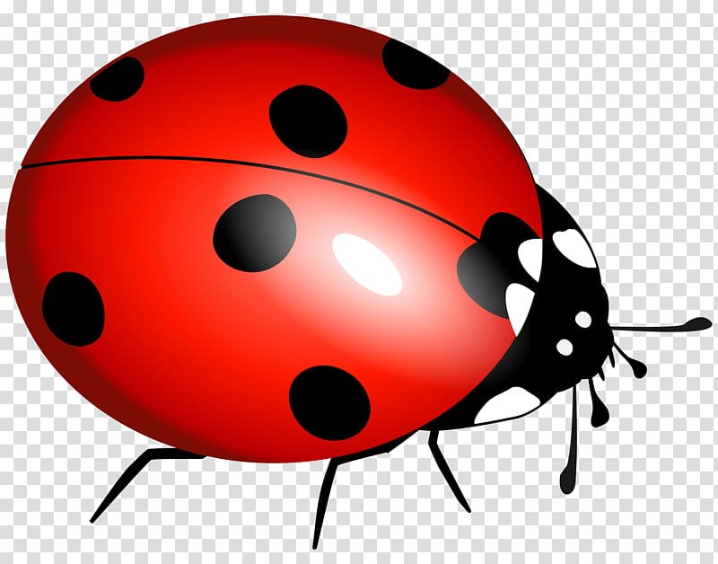 Ladybug transparent background PNG clipart