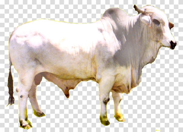 Zebu Calf Dairy cattle Ox Bull, Salam ramadan transparent background PNG clipart