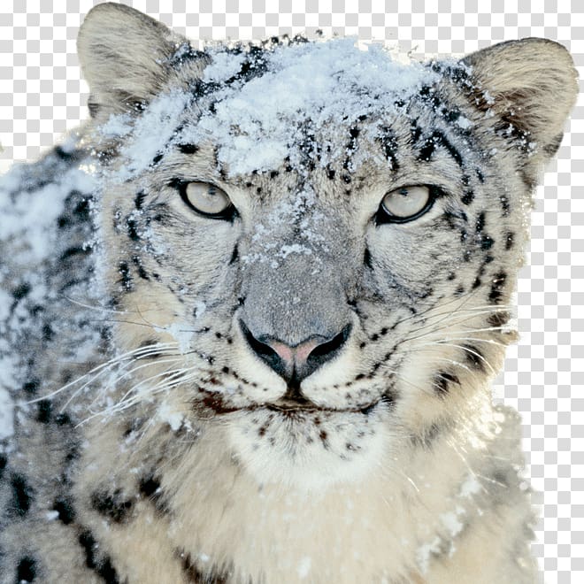 Mac OS X Snow Leopard Mac OS X Leopard, leopard transparent background PNG clipart