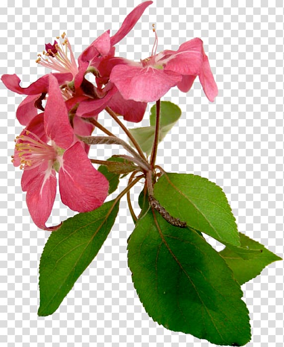 Flower Petal Plant stem Pink Растительный мир России, flower transparent background PNG clipart