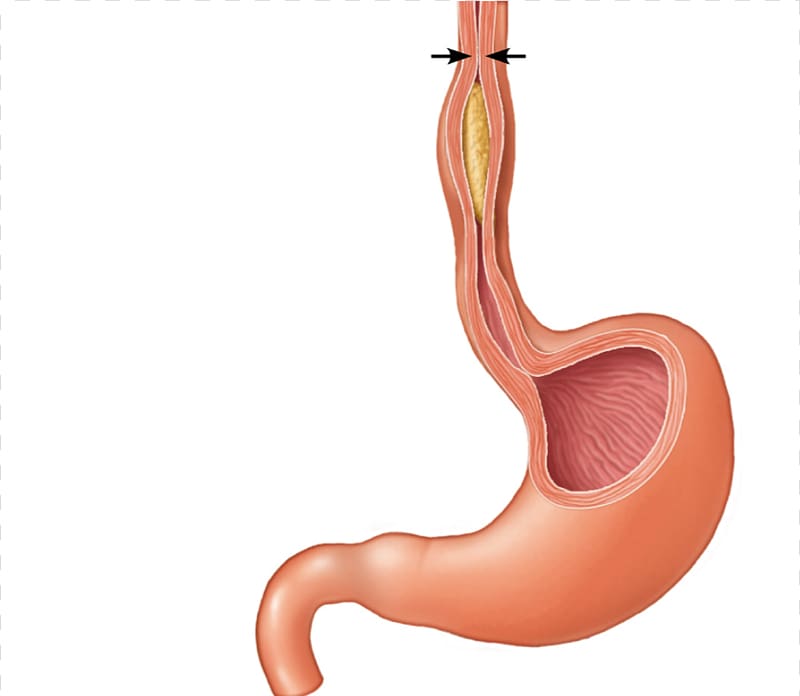 Sphincter Esophagus Gastrointestinal tract Stomach Human body, Free Anatomy transparent background PNG clipart