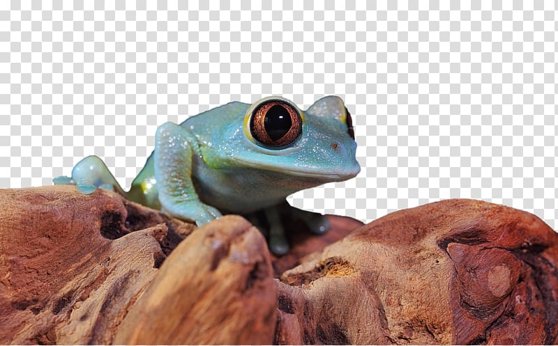 Tree frog True frog, Blue Frog transparent background PNG clipart