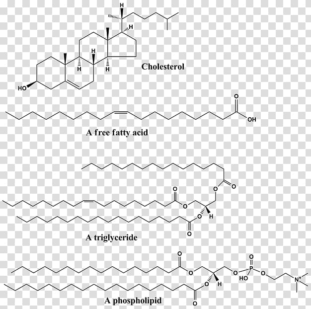 Protein–lipid interaction Structure Triglyceride Phospholipid, lipid transparent background PNG clipart