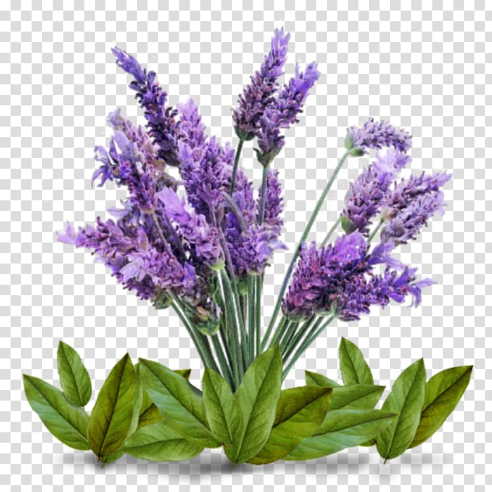 English lavender Plant Lamiaceae Lavender oil Seed, plant transparent background PNG clipart