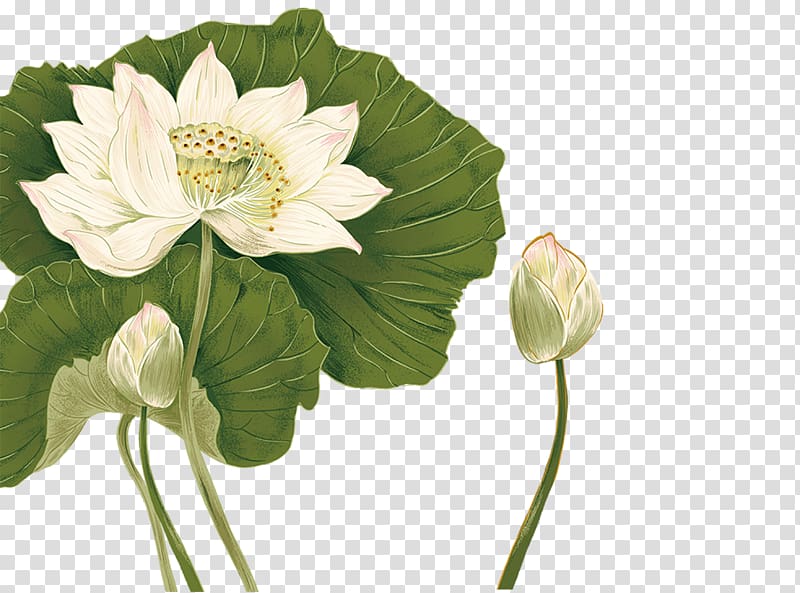 white lotus flowers art, Ink wash painting Nelumbo nucifera Chinoiserie, Lotus transparent background PNG clipart