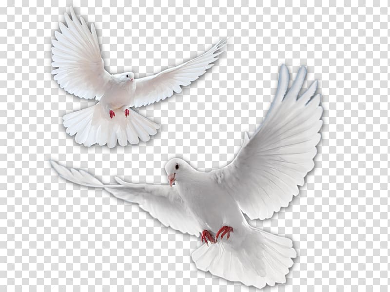 hd pigeon 1 transparent background PNG clipart