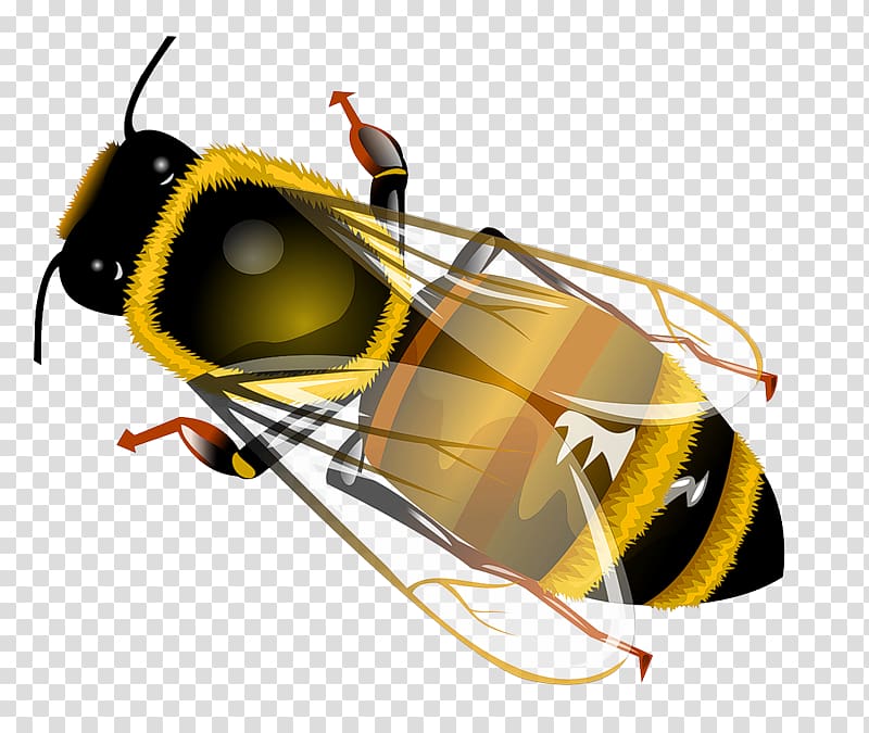 Western honey bee Insect , Pesky flies transparent background PNG clipart