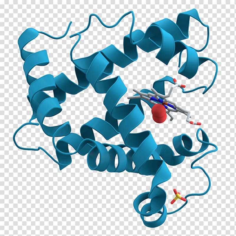 Biochemistry Biology Protein Science, pathway transparent background PNG clipart
