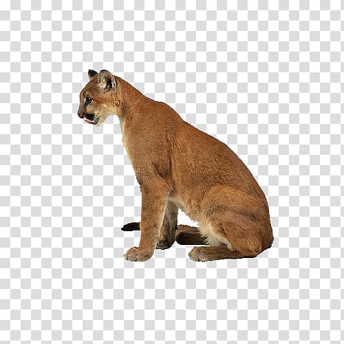 Cougar Felidae Eurasian lynx Tiger Lion, tiger transparent background PNG clipart